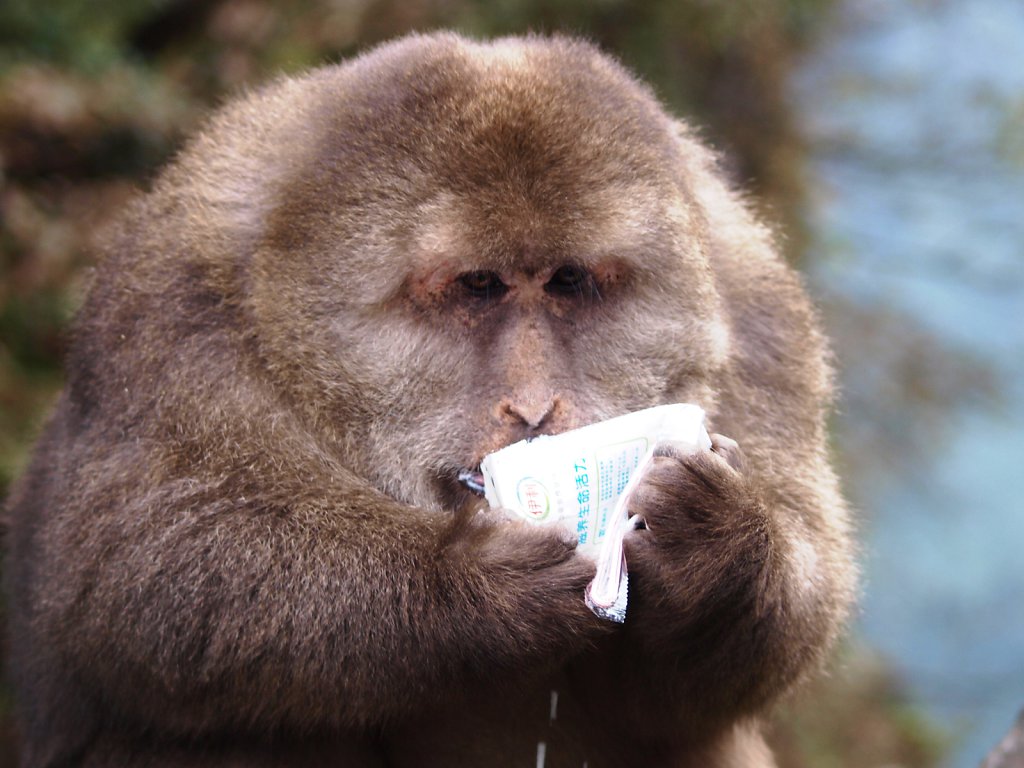 Macaque stealing food