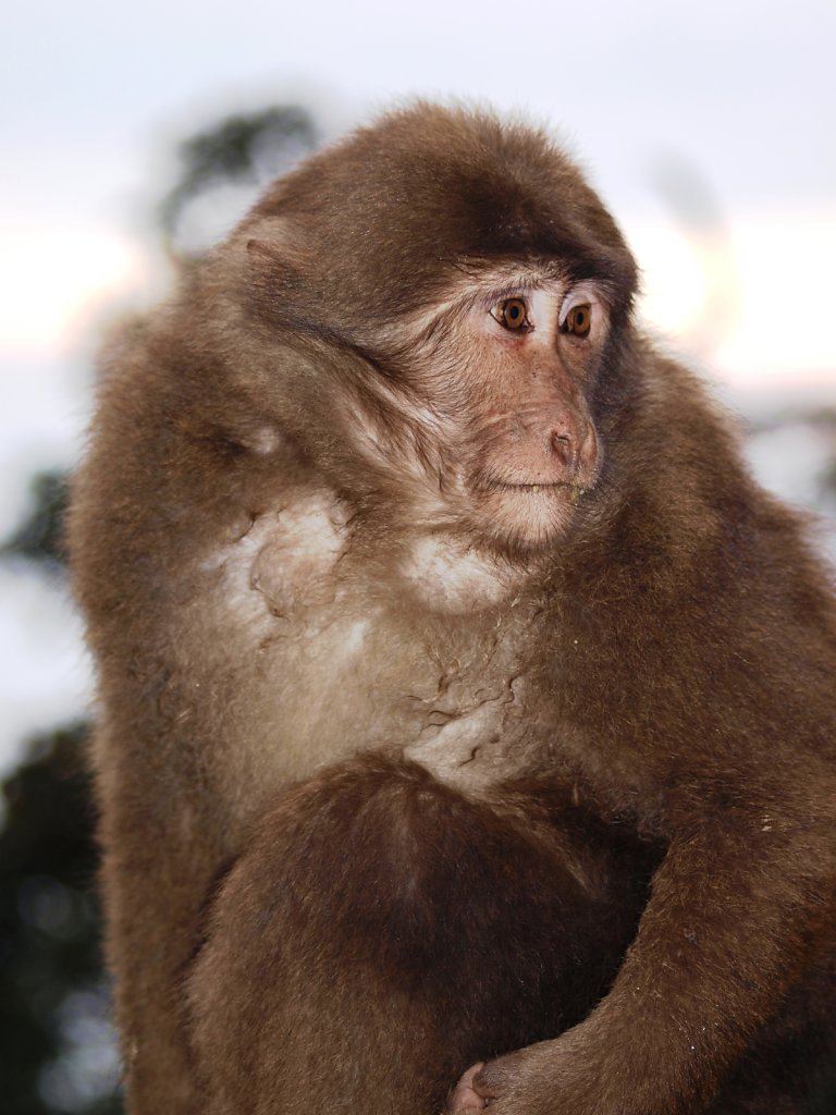 Macaque