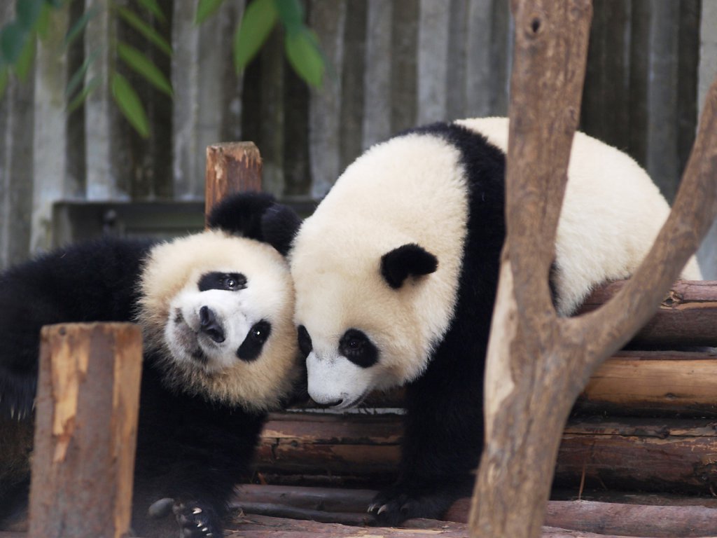 Animal Photos