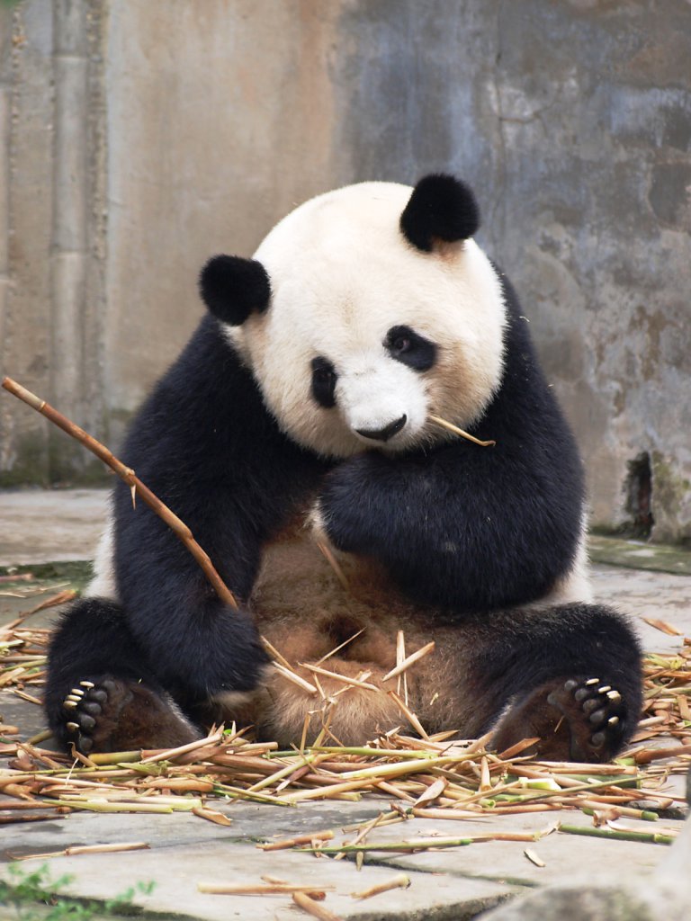 Giant Panda Breeding Research Base