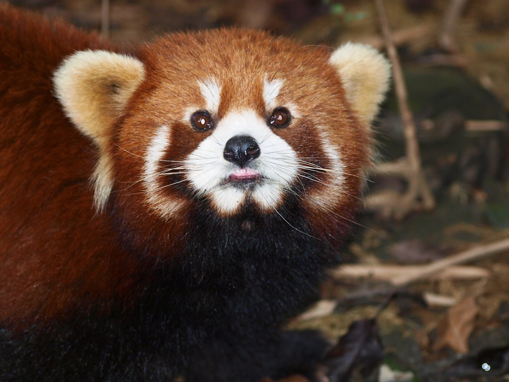 Giant Panda Breeding Research Base
